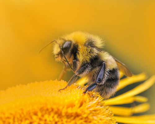 YouOnline exemple site La Provence des abeilles